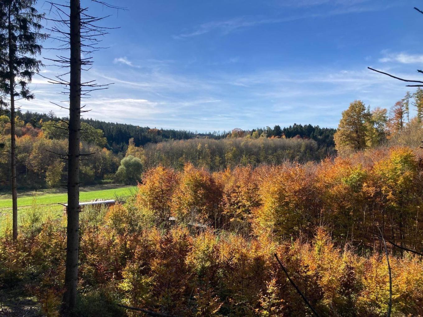 Leuchtend orangefarbener Herbstwald unter blauem Himmel