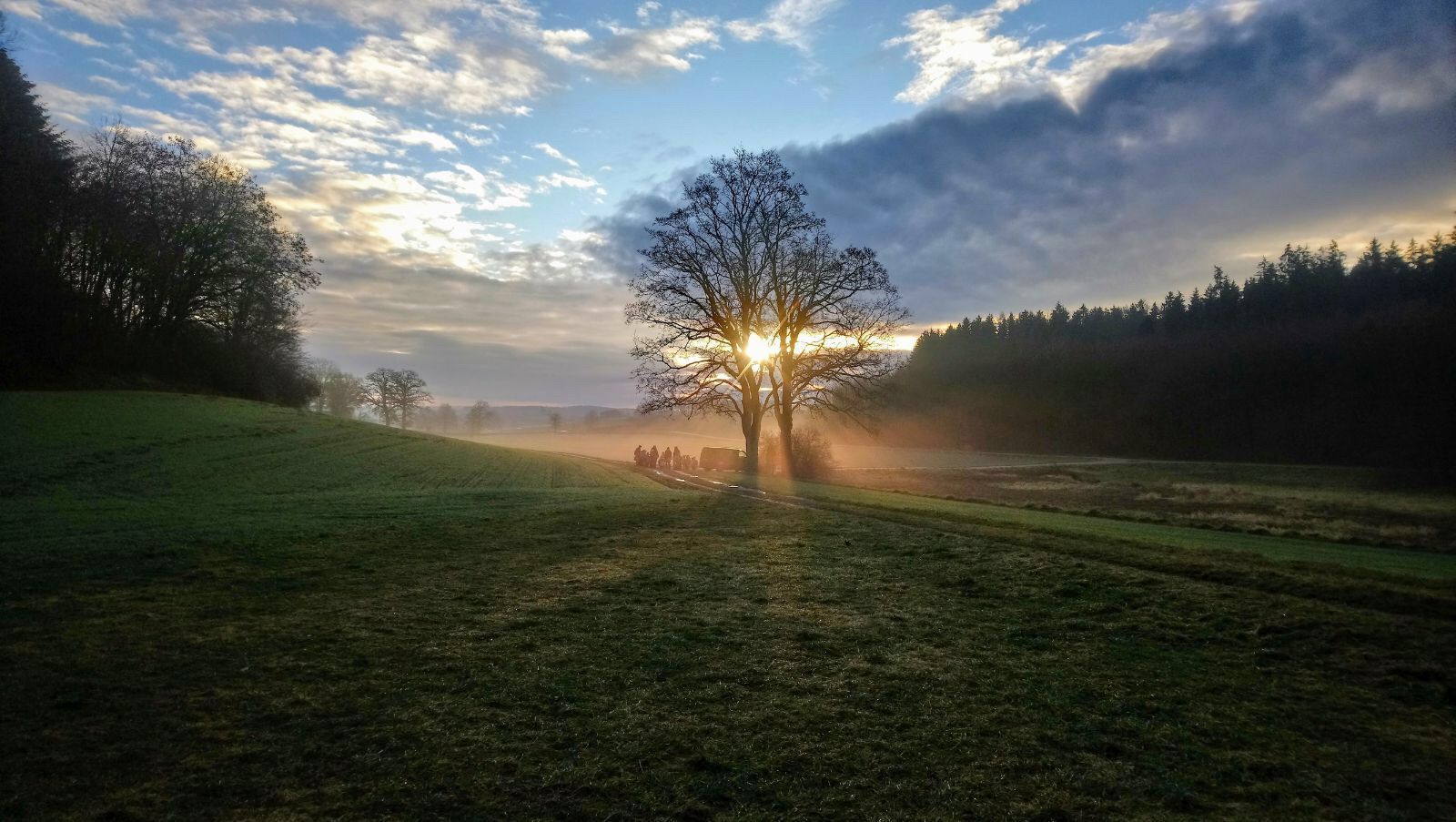 Die große Eiche am Waldrand im Morgennebel